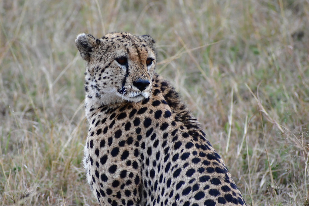 Masai Mara Nat. Reserve